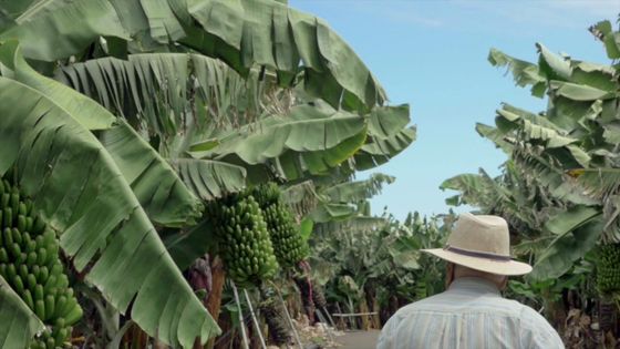 Imagen de El Cabildo entrega los Premios Tenerife Rural vinculados a la actividad agraria