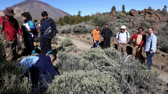 Imagen de El Cabildo concluye el plan de recuperación de la jarilla de cumbre, especie única del Parque Nacional del Teide
