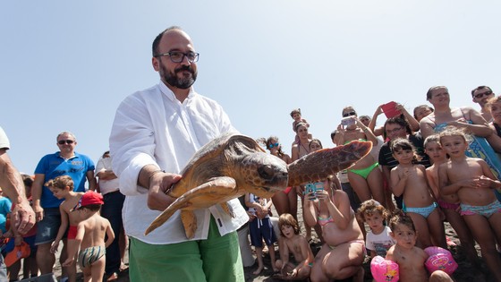 Imagen de El Cabildo devuelve al mar tres tortugas tratadas en el Centro de Recuperación de Fauna Silvestre