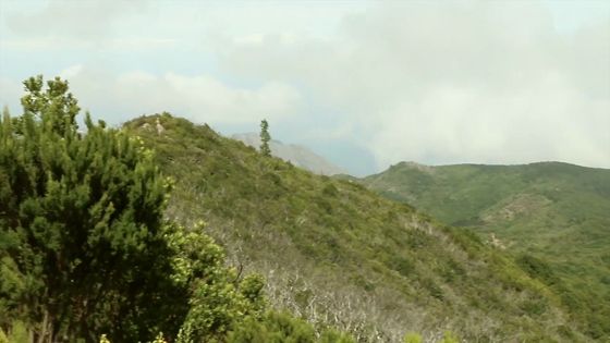 Imagen de Vídeo promocional. Cortafuegos verdes