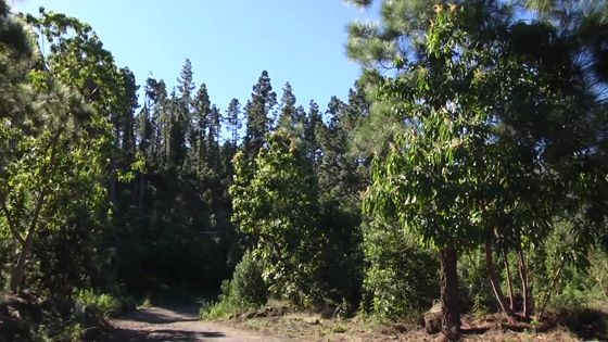 Imagen de Reforestación de los montes de Tenerife