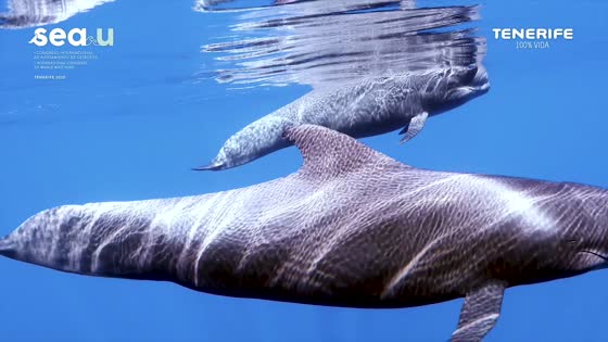 Imagen de Tenerife, capital mundial del avistamiento de cetáceos